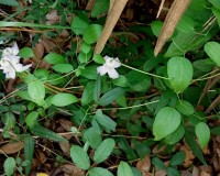 clematis crispa 3.jpg